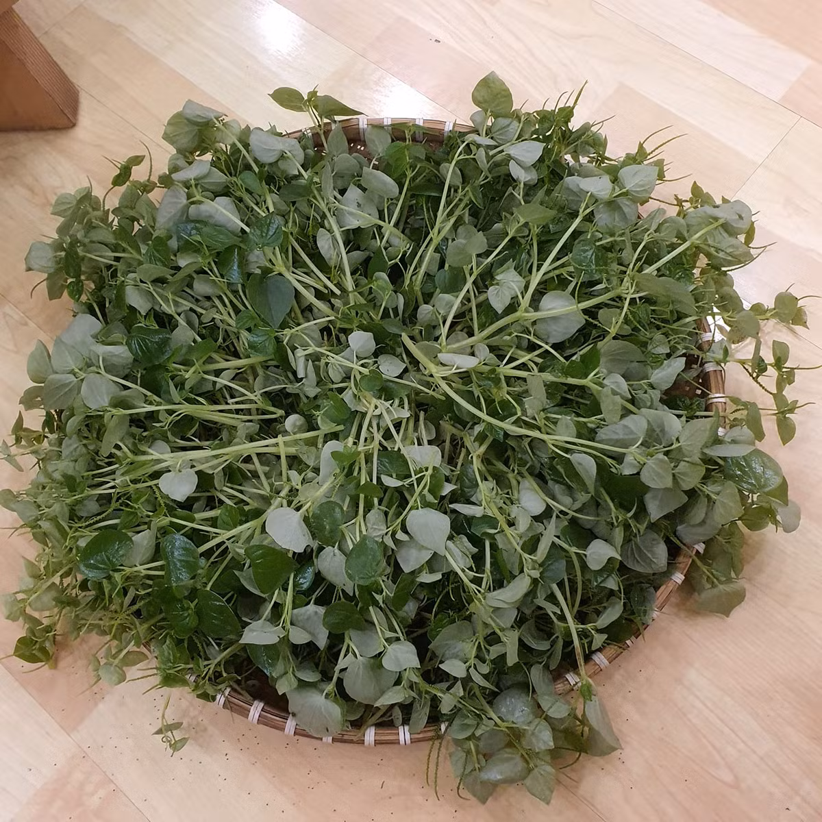 Rau càng cua xanh mướt Cảm Ly hái trong vườn nhà.