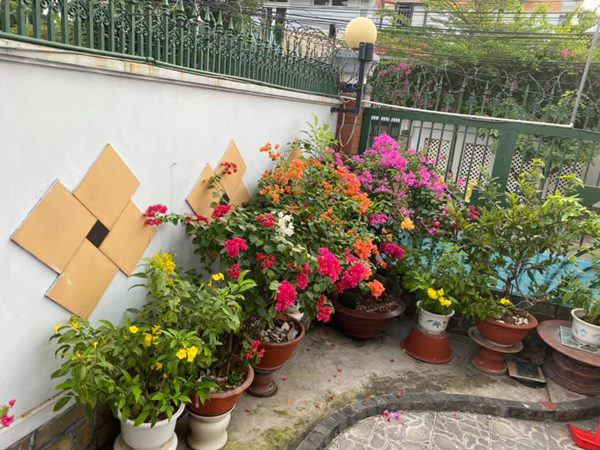 Hoa đủ sắc màu đua nhau nở. Nguồn ảnh: FBNV