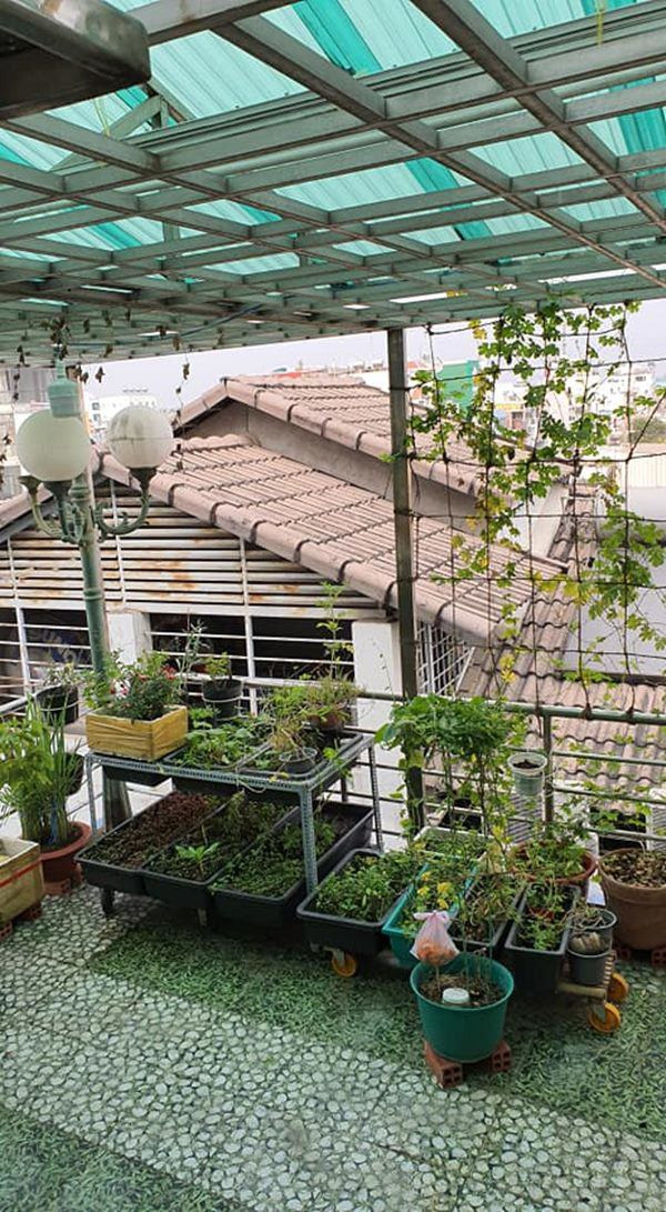 Khu vườn nhỏ nhưng có đầy đủ các loại rau phục vụ bữa ăn hàng ngày.
