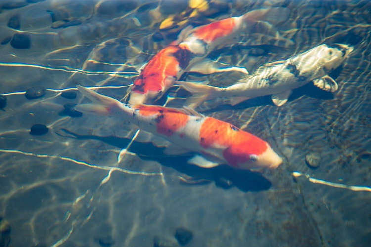 Hiện, anh Chương sở hữu 3 bể cá Koi với tổng số lượng khoảng 85 con. Tổng giá trị số cá anh Chương đang sở hữu được anh tiết lộ lên tới hơn 10 tỷ đồng. Ảnh: Vietnamnet