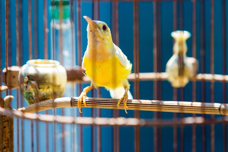 Anh Chương hiện sở hữu đàn chim cảnh gồm 72 con chim. Hầu hết những con chim này đều có giá trị trên dưới 200 triệu đồng/con. Ảnh: Dân Việt