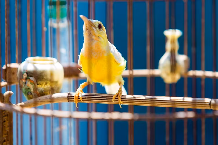 Anh Chương hiện sở hữu đàn chim cảnh gồm 72 con chim. Hầu hết những con chim này đều có giá trị trên dưới 200 triệu đồng/con. Ảnh: Dân Việt