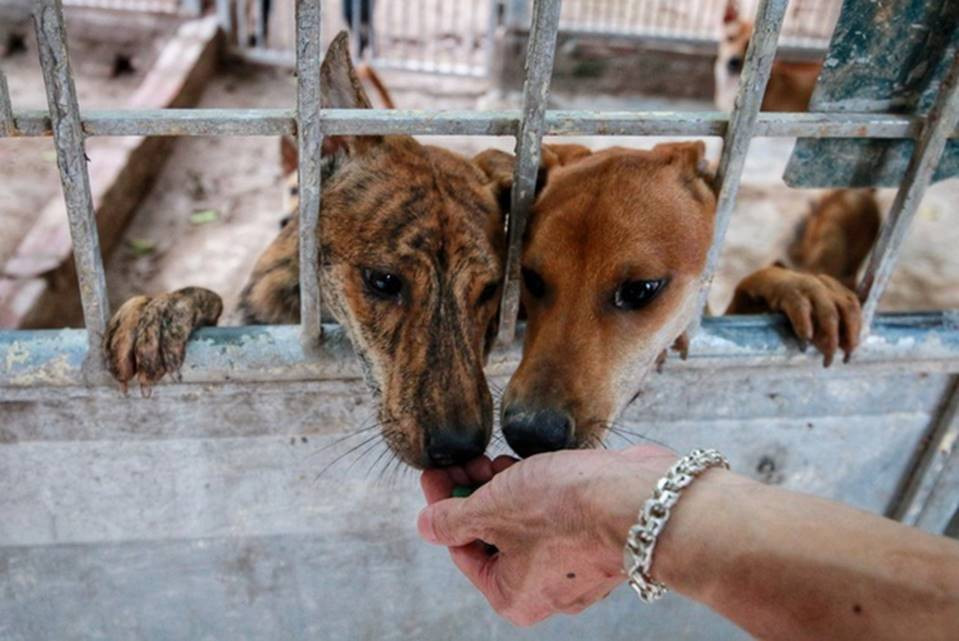 Trang trại chó Phú Quốc của chị Hà là một trong những trang trại lớn nhất Việt Nam. Trong đó có nhiều cá thể đặc biệt trị giá lên tới vài trăm triệu/con. Ảnh: Vietnamnet