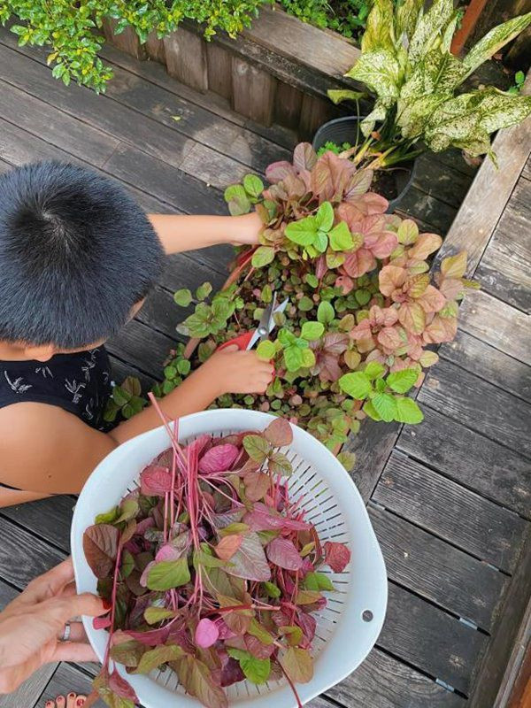 Qua những hình ảnh chia sẻ có thể thấy, vườn rau trong nhà Tăng Thanh Hà có đủ các loại như rau cải, rau dền, xà lách, mồng tơi...