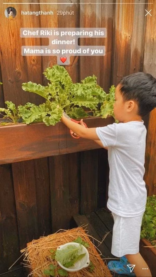 Đây đều là những loại rau dễ trồng, lên nhanh và chế biến được nhiều món ngon.