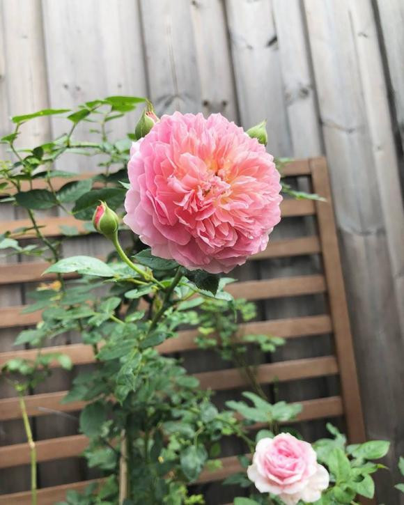 Khóm hồng bung nở khiến khu vườn trở nên thơ mộng. Nguồn ảnh: FBNV.