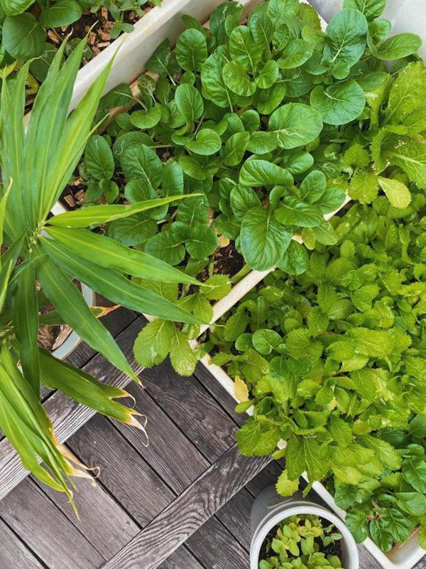 Bữa ăn của gia đình Tăng Thanh Hà thêm trọn vẹn nhờ rau xanh trong vườn.