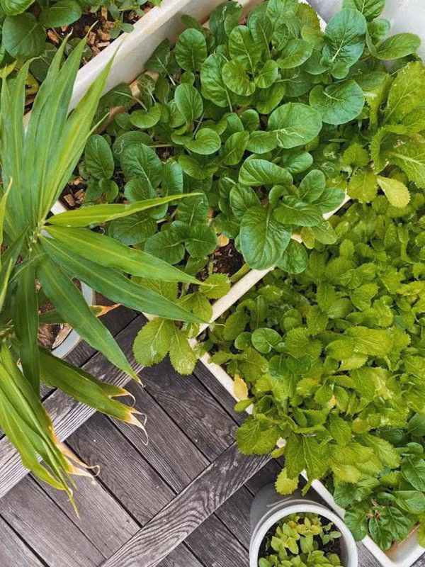 Bữa ăn của gia đình Tăng Thanh Hà thêm trọn vẹn nhờ rau xanh trong vườn.