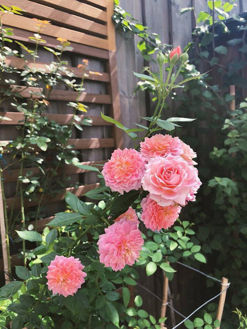 Bên cạnh đó, diễn viên còn trồng nhiều loại hoa hồng.