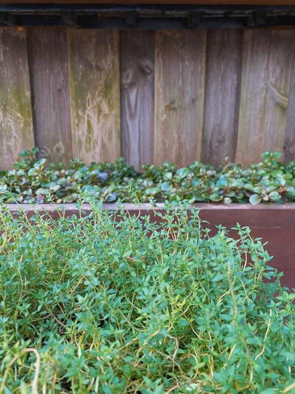 Khóm rau nào cũng xanh mướt, trông thích mắt.