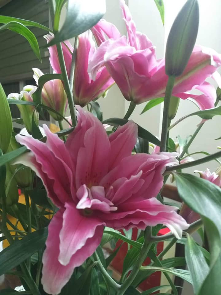 Hoa ly kép độc lạ với giá 35.000 - 50.000 đồng/cành cũng được nhiều chị em đặt mua ngay từ bây giờ để chơi Tết vì lo "cháy" hàng. Ảnh: Facebook.