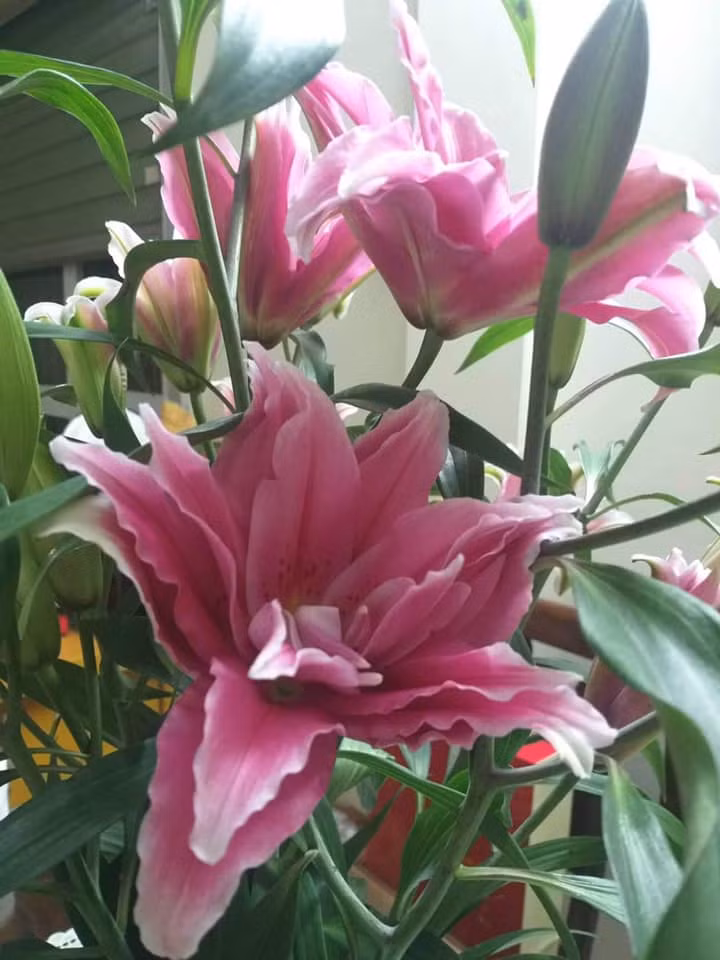 Hoa ly kép độc lạ với giá 35.000 - 50.000 đồng/cành cũng được nhiều chị em đặt mua ngay từ bây giờ để chơi Tết vì lo "cháy" hàng. Ảnh: Facebook.