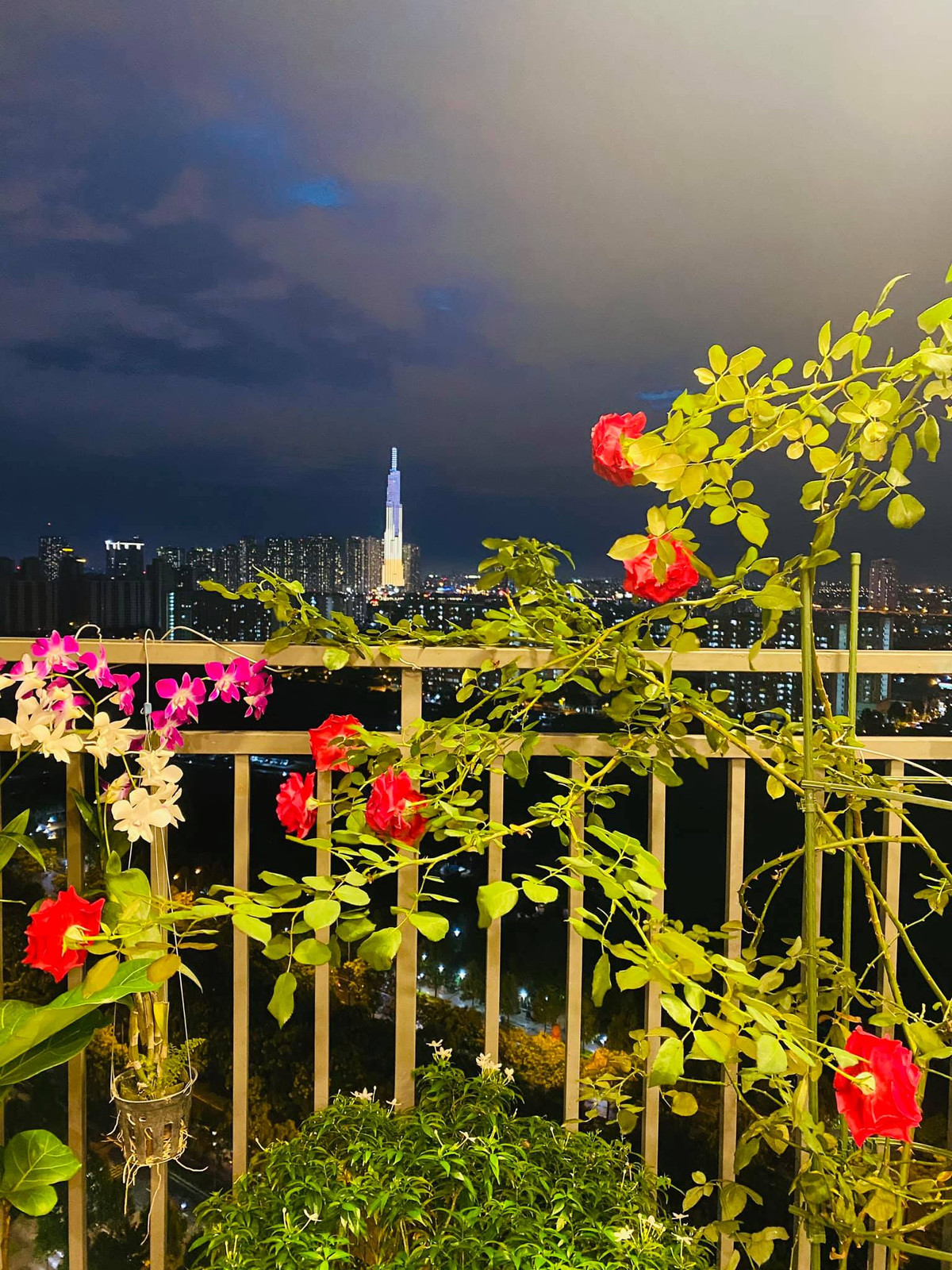 Hoa hồng khoe sắc.