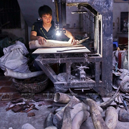 Sừng trâu bò được người dân làng nghề Thụy Ứng thu gom từ các nơi làm nguyên liệu sản xuất đồ mỹ nghệ. Ảnh: Vinanet