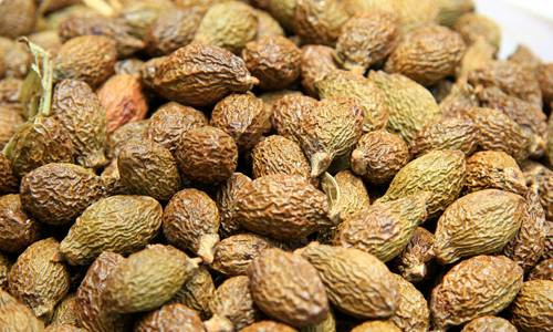 Mọc chủ yếu ở vùng đồi núi khu vực miền Trung và Tây Nguyên nước ta, cây ươi mất 4 năm mới ra hoa kết trái 1 lần. Vì thế quả ươi được coi là “lộc trời”.