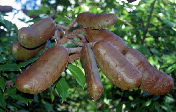 Stinking Toe thường mọc trong các rừng mưa nhiệt đới ẩm ở Trung Mỹ. Ngoài ra, cây còn được trồng ở Nam California, Mỹ nhưng số lượng rất ít.