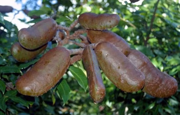 Stinking Toe thường mọc trong các rừng mưa nhiệt đới ẩm ở Trung Mỹ. Ngoài ra, cây còn được trồng ở Nam California, Mỹ nhưng số lượng rất ít.