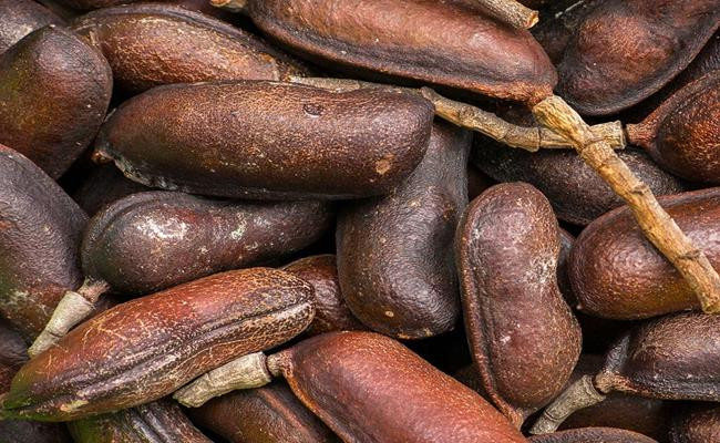 Chúng được cho là loại quả giúp tăng cường sự thèm ăn và được sử dụng làm dược liệu.