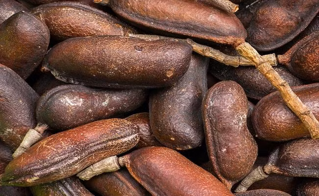 Chúng được cho là loại quả giúp tăng cường sự thèm ăn và được sử dụng làm dược liệu.