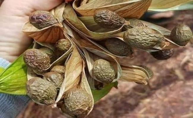 Quả ươi dài 10-20 cm, vỏ mỏng, dễ bóc, mặt ngoài màu đỏ và nâu, mặt trong màu bạc.