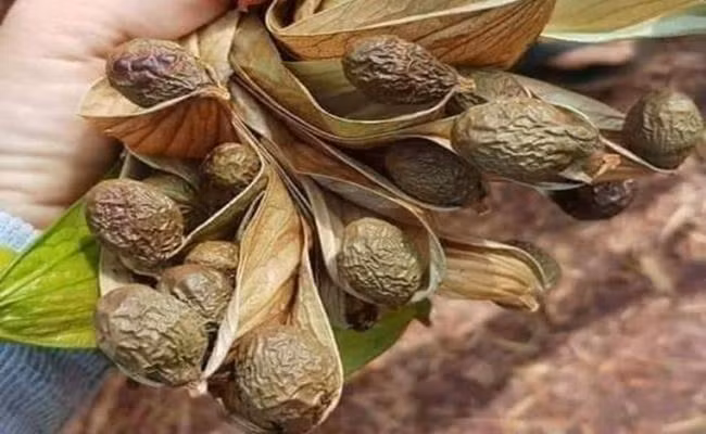 Quả ươi dài 10-20 cm, vỏ mỏng, dễ bóc, mặt ngoài màu đỏ và nâu, mặt trong màu bạc.