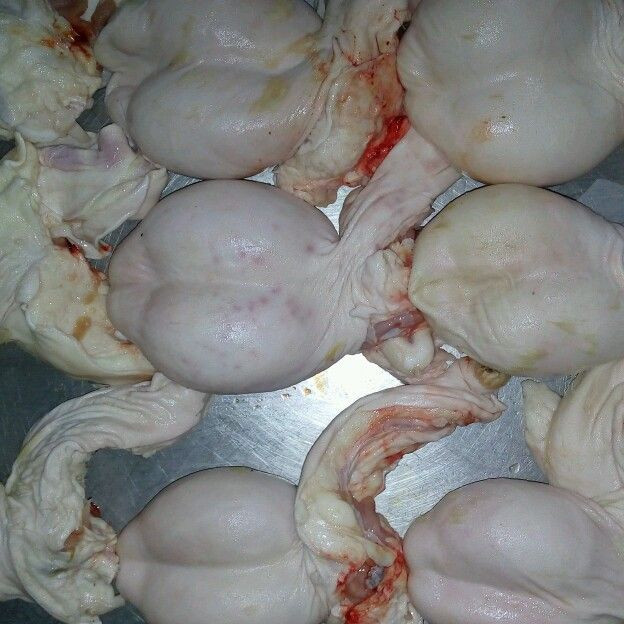 Chú Quang - chuyên kinh doanh thịt dê ở Ninh Bình tiết lộ, với dê núi đá Ninh Bình thì ngọc dương có thể lên tới 1 triệu đồng/bộ thậm chí vài triệu đồng phụ thuộc vào độ tuổi của dê. Tuy nhiên, không phải muốn mua là có. Ảnh: Internet