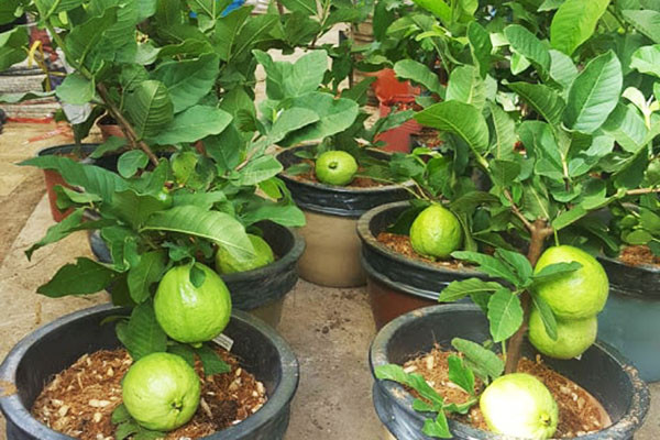 Mách bạn 8 loại cây ăn quả trồng chậu lớn nhanh như thổi Mach ban 8 loai cay an qua trong chau lon nhanh nhu thoi