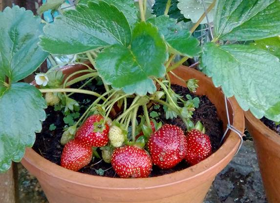 Dâu tây cho quả đều đặn mỗi năm. Vì thế, chỉ cần ở nhà có 1 – 2 chậu dâu tây là bạn có thể tha hồ thu hoạch.
