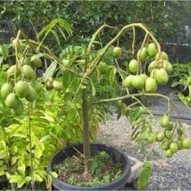 Dễ trồng, cho quả quanh năm và hầu như không có sâu bệnh nên cây cóc được nhiều gia đình thành phố chọn để trồng ngoài ban công, sân thượng.