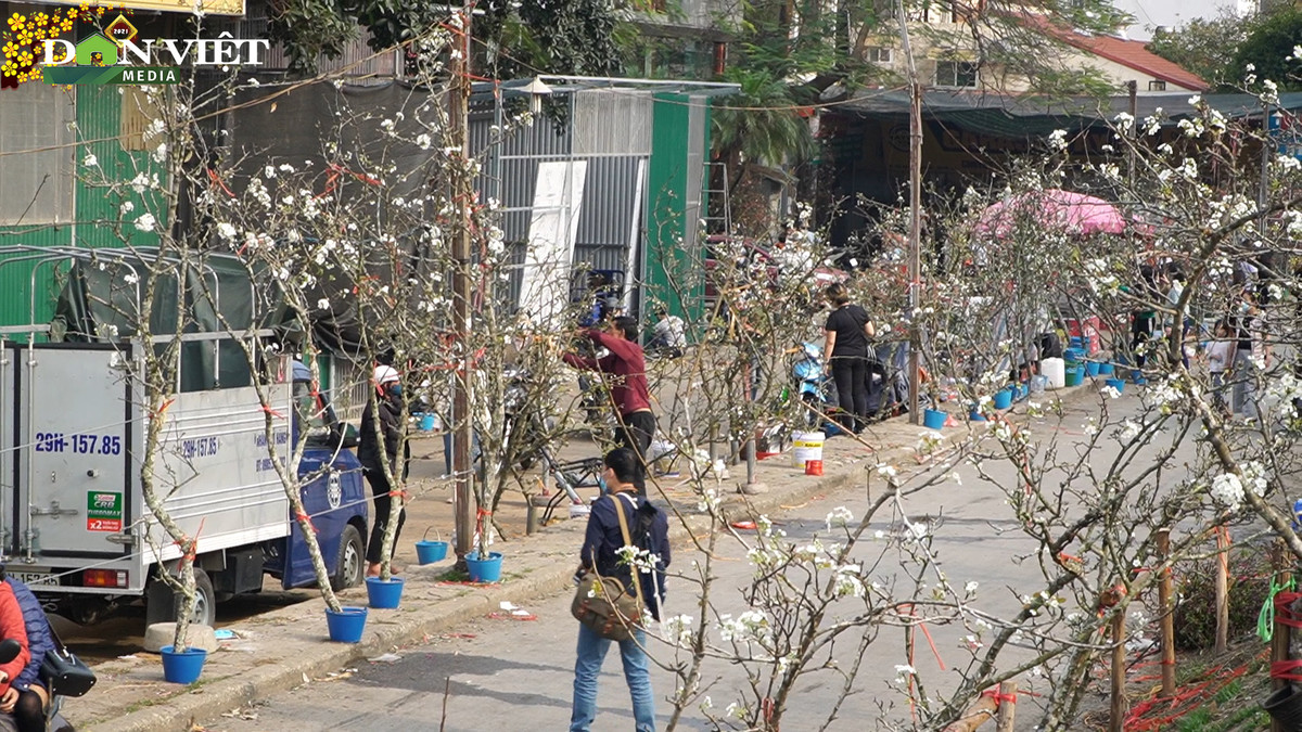 Hàng trăm người đổ đến đường Lạc Long Quân mỗi ngày tìm mua cành hoa lê trắng, thân mốc với giá từ vài trăm tới hàng triệu đồng. Ảnh: Dân Việt.