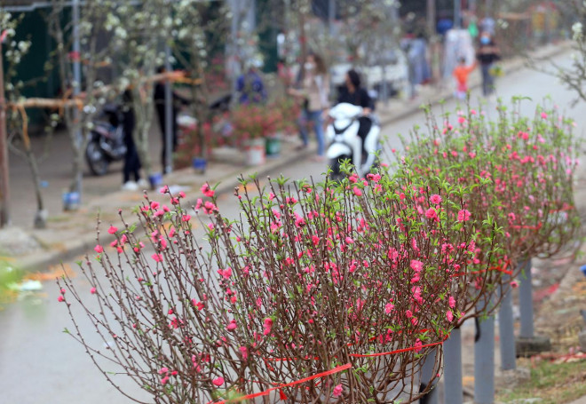 Ngoài lê rừng, quanh chợ hoa Quảng An và nhiều khu chợ dân sinh khác ở Hà Nội vẫn xuất hiện nhiều điểm bán hoa đào. Ảnh: Dân Việt.