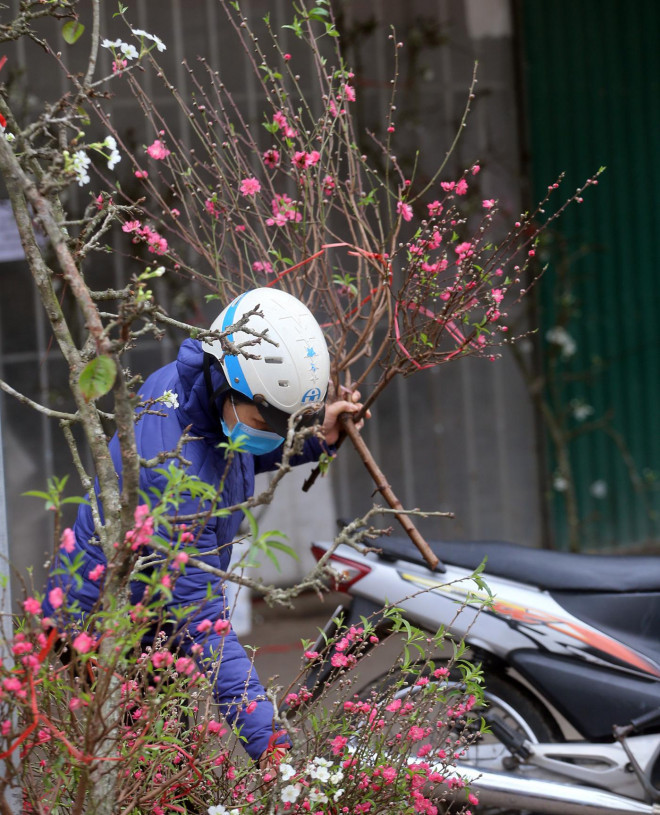 Dịp này, những cành đào chủ yếu nhỏ, nhiều lộc, ít hoa, giá bán từ 35.000 - 40.000 đồng trở lên tùy cành to, nhỏ. Ảnh: Dân Việt.