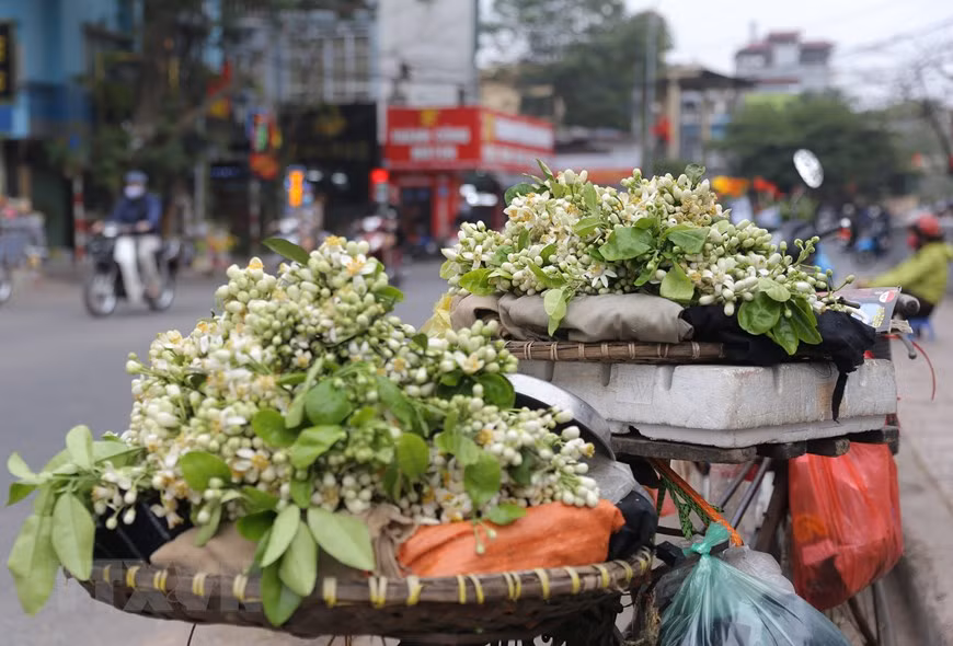 Hoa bưởi theo chân những người bán hàng len lỏi các tuyến phố ở Hà Nội. Ảnh: Hoàng Hiếu/TTXVN