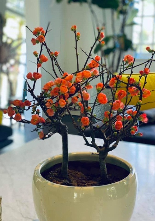 Dịp Tết Nguyên đán vừa qua, siêu mẫu Bằng Lăng trưng cây mai đỏ bonsai - thú chơi Tết được người Việt yêu thích. Nguồn ảnh: FBNV