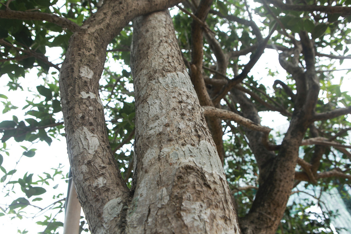 Các cành tản ra xung quanh rất đều. Ảnh: Dân Việt