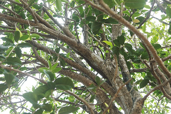  Mộc hương đẹp nhất là ở đất Phú Thọ, Yên Bái, Tam Đảo vì chất đất, nước ở vùng này tạo nên màu da cây sần rất đẹp như: Vàng thân, lá thưa, hoa mau...Ảnh: Dân Việt