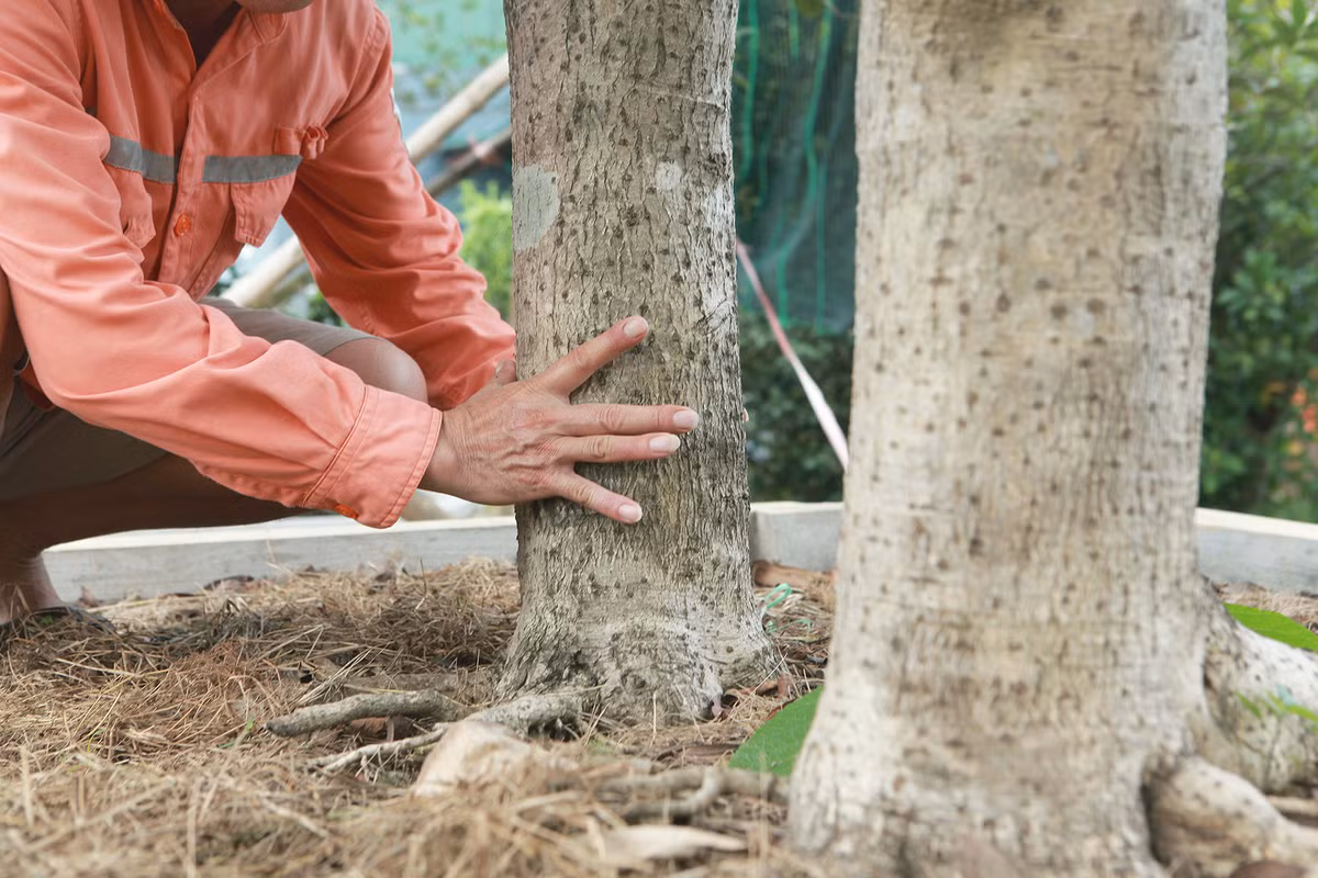 Đường kính gốc của mỗi cây khoảng 20cm. Ảnh: Dân Việt