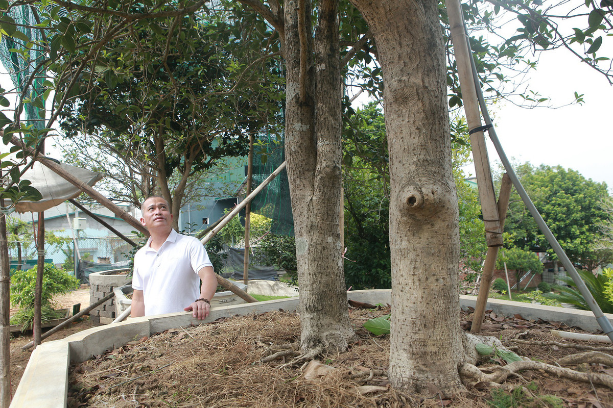Cây mộc hương "huynh đệ" 80 năm tuổi, rất quý hiếm thuộc sở hữu của anh Bùi Đức Dũng (Phú Thọ). Sau đó, anh Dũng quyết định trao đổi cây mộc hương này lấy 1 kie lan đột biến Tuyết Đỉnh Hồng với anh Trương Quốc Chính (Ba Vì, Hà Nội). Ảnh: Dân Việt