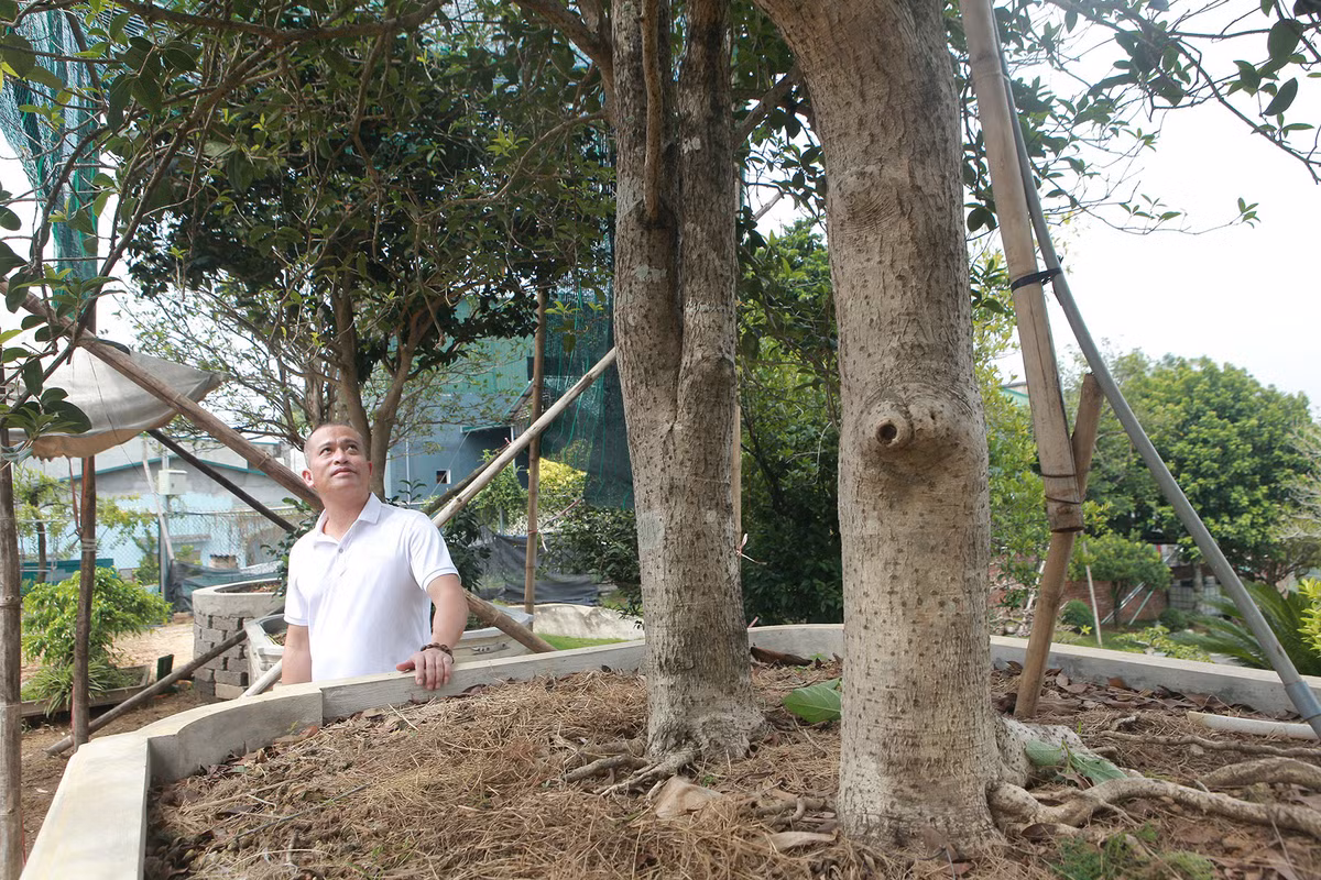 Cây mộc hương "huynh đệ" 80 năm tuổi, rất quý hiếm thuộc sở hữu của anh Bùi Đức Dũng (Phú Thọ). Sau đó, anh Dũng quyết định trao đổi cây mộc hương này lấy 1 kie lan đột biến Tuyết Đỉnh Hồng với anh Trương Quốc Chính (Ba Vì, Hà Nội). Ảnh: Dân Việt