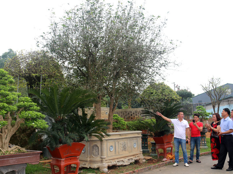 Mộc hương là cây cảnh là loài cây quý hiếm, rất được ưa chuộng. Ảnh: Vietnamnet