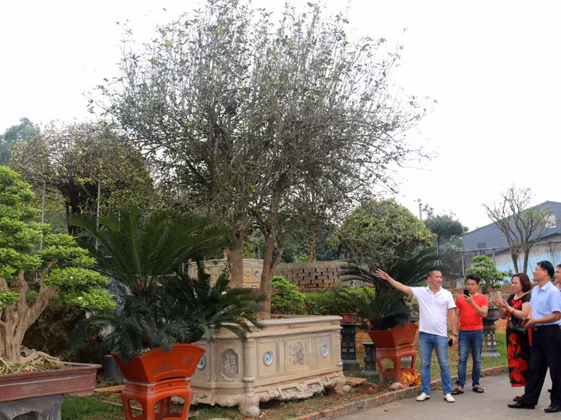 Mộc hương là cây cảnh là loài cây quý hiếm, rất được ưa chuộng. Ảnh: Vietnamnet