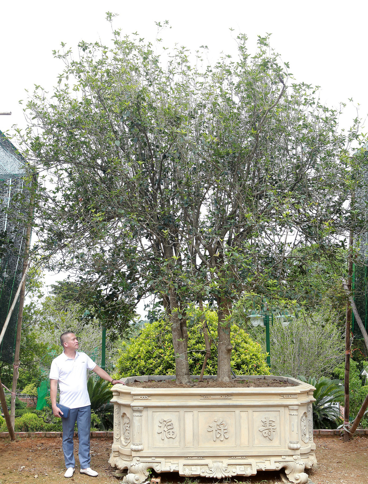 Nhiều tài liệu đông y có đề cập loại cây này có dược tính cao như: hoa có mùi thơm, thường dùng pha trà uống, có nhiều tác dụng để bồi bổ sức khỏe, những bộ phận của cây có tác dụng để trị bệnh...Ảnh: Dân Việt