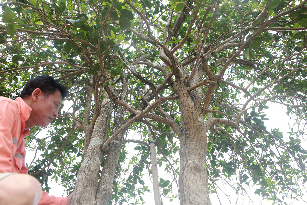 Được biết, anh Dũng đã phải theo đuổi 12 năm mới mua được cây mộc hương độc đáo này. Ảnh: Dân Việt