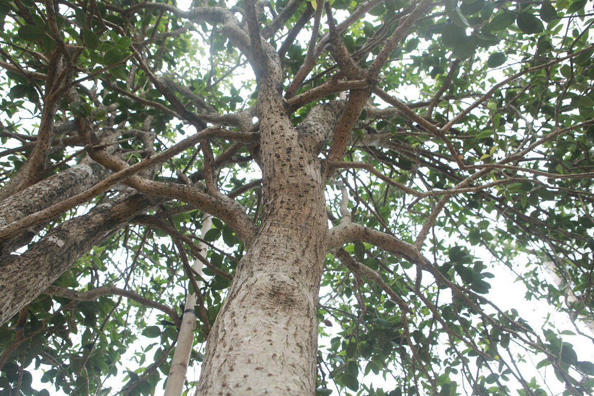 Theo anh Dũng, cây mộc hương "huynh đệ" cao khoảng 7m, tán rộng 5m, đường kính mỗi cây khoảng 20cm và đặc biệt thoát thân khoảng 1m. Ảnh: Dân Việt