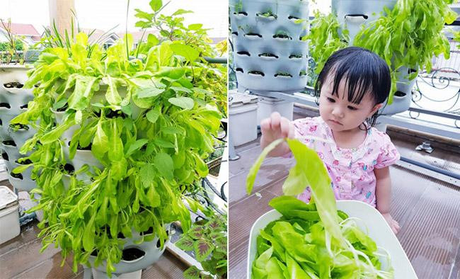 Trên sân thượng, vợ chồng Di Băng trồng rau xanh dạng tháp. Nguồn ảnh: FBNV