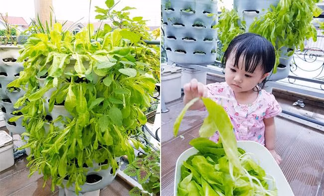 Trên sân thượng, vợ chồng Di Băng trồng rau xanh dạng tháp. Nguồn ảnh: FBNV