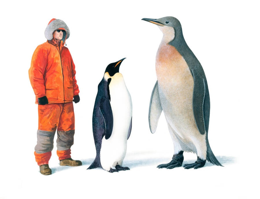 Năm 1990, các nhà khoa học ở Nam Cực đã phát hiện ra một loài chim cánh cụt khổng lồ có tên là Palaeeudyptes klekowskii. Ảnh: Nature Picture Library / Alamy Stock Photo.