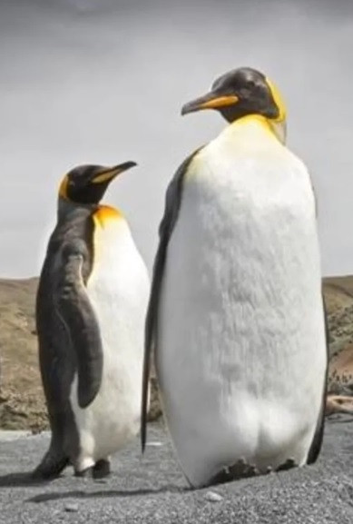 Thêm nữa, loài chim cánh cụt khổng lồ Palaeeudyptes klekowskii gây chú ý khi có khả năng lặn dưới nước trong vòng 40 phút, lặn sâu hơn so với các loài cánh cụt hiện đại. Ảnh: BirdLiffe Australia/FB.