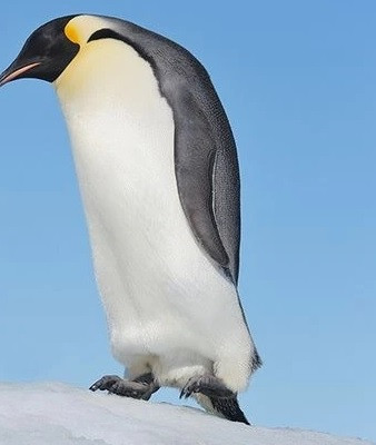 Chim cánh cụt khổng lồ Palaeeudyptes klekowskii đi lang thang ở Nam Cực vào khoảng 37 - 40 triệu năm trước. Theo đó, chúng trở thành loài chim cánh cụt lớn nhất từng được biết đến trong lịch sử vào thời điểm phát hiện hóa thạch của loài này. Ảnh: Mirror.