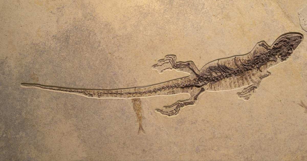 Tuy nhiên, thông qua việc quét CT và tái hiện lại những đặc điểm của sinh vật khi còn sống, các chuyên gia phân tích mẫu hóa thạch trên trong tình trạng bảo quản tốt qua đó giúp họ xác định rõ ràng đó là loài thằn lằn. Ảnh: Zhihao.